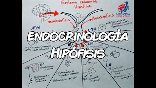 Endocrinología Hipófisis GENERALIDADES [upl. by Essenaj]