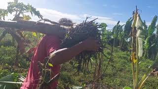 Dwarf coconut with intercropping banana and fruit trees [upl. by Abita]