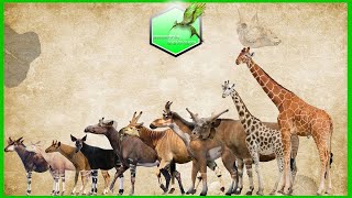 Giraffidae Size Comparison Living Extinct Zurafagiller Boyut Karsilastirma [upl. by Aidnama495]