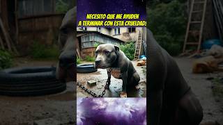 Un pitbull conoce la libertad 🗽 shortsviral perro perrito mascotas [upl. by Anilat]