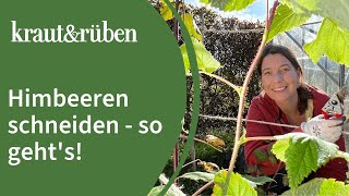 Himbeeren schneiden  Mit diesem Trick ist es egal ob Sommerhimbeere oder Herbsthimbeere [upl. by Rochelle]