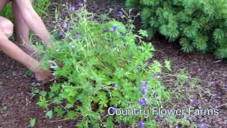 How to Deadhead a Perennial Geranium [upl. by Enimisaj]