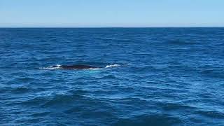 Whale watching Iceland [upl. by Ullyot]