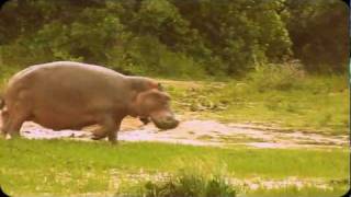 Running hippo on Kazinga channel [upl. by Ominoreg]