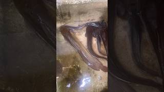 മഴയത്തു നാടൻ മുഷികൾ ചാടി പോയോ  Cat fish farming updates  mushifish nadanmushi catfish shorts [upl. by Teews]