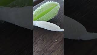 milkweed seeds look like fish scales [upl. by Felicie]