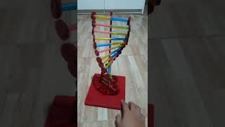 DNA MODEL quality testing studentprojects diy recyclable [upl. by Nyladnohr]