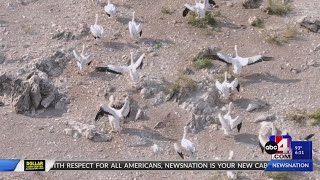 American White Pelicans return to nest at two Great Salt Lake islands for first time in years [upl. by Lotti]