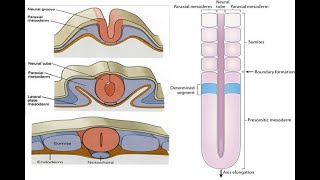 Paraxial mesoderm and Formation of Somitomeres Somites [upl. by Hatfield]