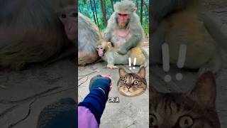 Madre Mono sorprendió al turista 🦧🍒😳 monos monobebé [upl. by Arreik567]