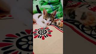 Matkuuu sleeping eyes blink 😴 catsloverkittoofunnyvideo kittobeautiful viralvideo kittookitten [upl. by Arotahs]