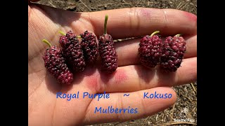 Royal Purple vs Kokuso Mulberry comparison [upl. by Vladamar]