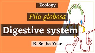 Digestive system of Pila globosa  In Hindi  B Sc Ist year  Zoology [upl. by Sieracki]