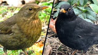 Kos  samica i samiec  Blackbird  female and male  Turdus merula [upl. by Ailliw]