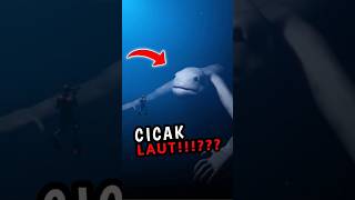 LOS NIGENmasukberanda faktalaut masukberandayoutube fypシ゚viral ikan [upl. by O'Driscoll882]