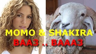 MOMO SHAKIRA  BA3 BA3 [upl. by Jessi]