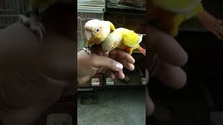 Pineapple Conure  Yellow Sided [upl. by Ebsen]