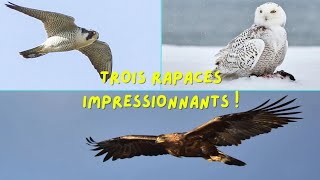 trois rapaces impressionnants [upl. by Halil]