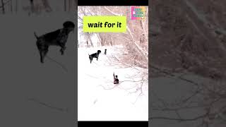 Cats😹 and Dogs🐶 funny moments🤠​ funnyfails funnyanimals [upl. by Rother]