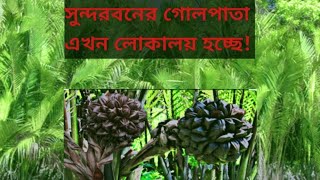 সুন্দরবনের গোলপাতা এখন লোকালয় হচ্ছে [upl. by Lerrad]