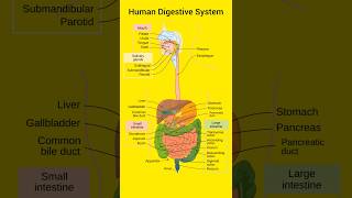 Human Digestive System Educational Video [upl. by Radek389]