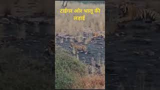 Tiger and sloth bear fight tiger slothbear shorts viralvideo reels wildlife fighting safari [upl. by Ydnyl376]