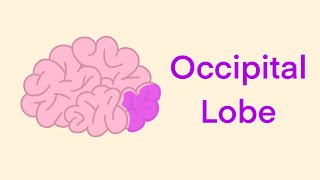 Occipital Lobe  Cute Neuroscience scienceteacher humanbiology neuroscience psychology [upl. by Mic]