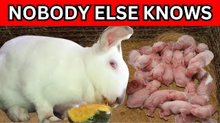 The Secret to Successful Bunny Breeding Rabbit Pregnancy Care amp Kindling Tips [upl. by Bourgeois424]