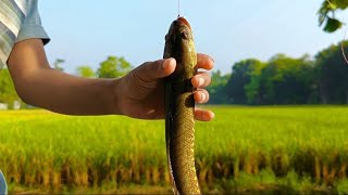 Winter coming village children are catching fish fishing hookfishing riverfishing snakeheadfish [upl. by Hamner]