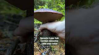 Mushroom ASMR Manzanita Bolete Leccinum manzanitae Scaber Stalk Tapping Explained [upl. by Vine]