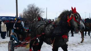 Botezul cailor de Boboteaza la Giurgiu [upl. by Peirce]