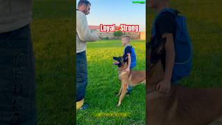 🔥The Remarkably Intelligent Dog Protecting His Owner 🐕‍🦺dogtraining belgianmalinoisdog puppy [upl. by Lankton]