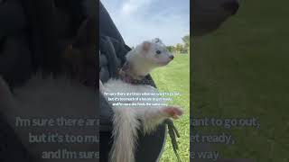 She insists she doesnt want to walk😅Ferret ferret ferretlove petlover cutepet animal [upl. by Anaiv954]