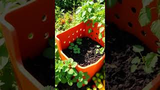 EcoFriendly Hacks DIY Compost Bin [upl. by Nahtaj85]