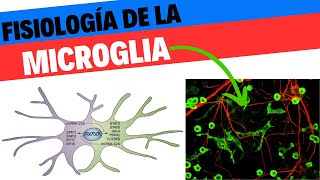 Fisiología de la Microglia Neurociencias 6 [upl. by Hajar528]