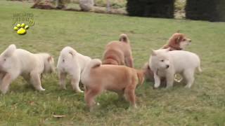 Shiba Inu Puppies [upl. by Assillam980]