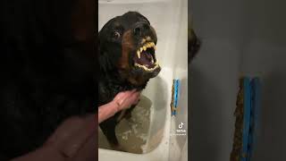 This snarling Rottweiler isn’t angry but attacks [upl. by Don]