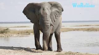 Namibia Fantastischer Etosha National Park [upl. by Kipper]