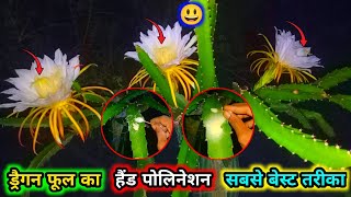 Dragon fruit flower ka hand pollination karne ki sabse best tarika ✅ [upl. by Gurtner]