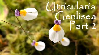 UTRICULARIA E GENLISEA  PART 2 [upl. by Deehan138]