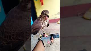 Hawk falcon Bird Feeding Meet [upl. by Aitnis]