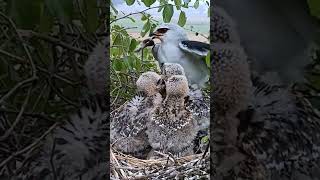 Black winged kite bird babies P 12 [upl. by Elwood]