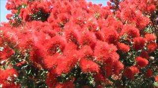 Pohutukawa tree New Zealand’s iconic Christmas tree [upl. by Aidekal927]