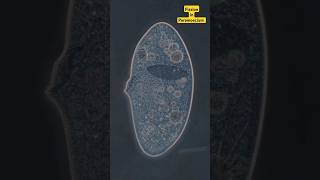 Binary fission in Paramoecium Cell sciencepractical science education lalitahaldar [upl. by Avril]