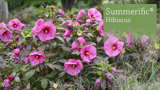 Hibiscus Production Tips  Walters Gardens [upl. by Fallon]