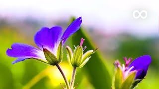 Morning Relaxing Music  Positive Piano Music for Stress Relief Study Music Angeline [upl. by Olli]