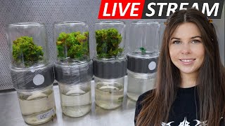 Laboratory Livestream Subculturing BioReactors amp Initiating Fern Spores [upl. by Litt]