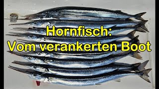 Hornfisch vom verankerten Boot  Naturköder treibend erfolgreich anbieten [upl. by Hamal]