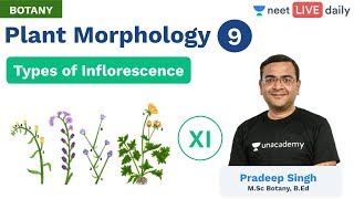 Plant Morphology  L 9  Types of Inflorescence  Unacademy NEET  Live Daily  Botany  Pradeep Sir [upl. by Felipa861]