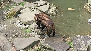 Bears in the Moat of Cesky Krumlov Castle Czech Republic April 2024 [upl. by Mattland]